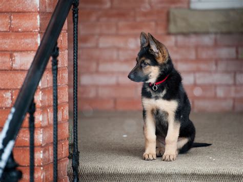 How Much Are German Shepherd Puppies Worth Without Papers